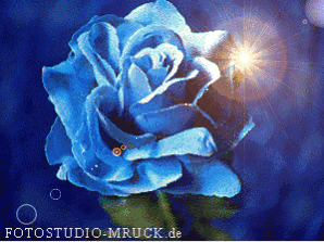 Rose blau stern