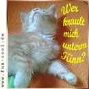 Katze will unterm Kinn gekrault werden